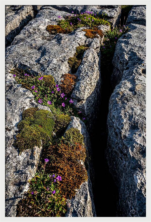 Burren Limestone Beauty
