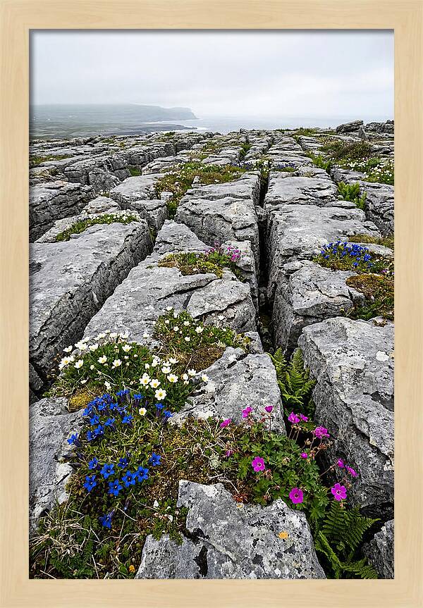 Burren Limestone Landscape