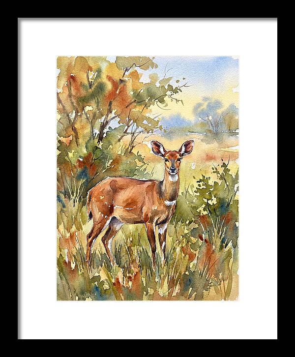 Bushbuck In Natural Habitat