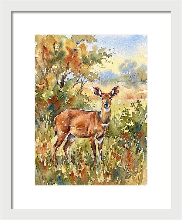 Bushbuck In Natural Habitat