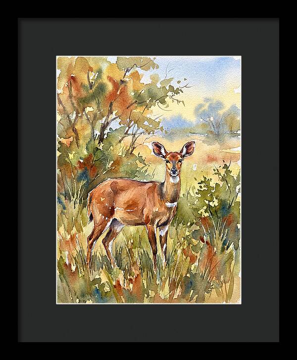 Bushbuck In Natural Habitat