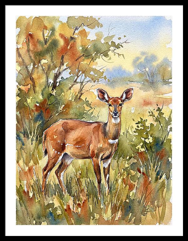 Bushbuck In Natural Habitat