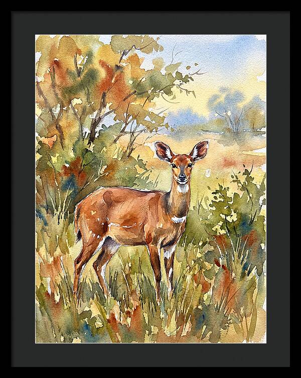 Bushbuck In Natural Habitat