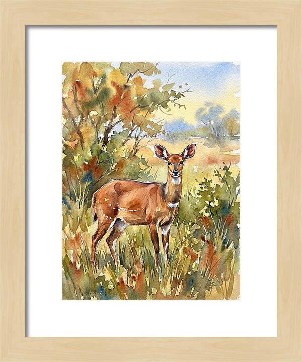Bushbuck In Natural Habitat