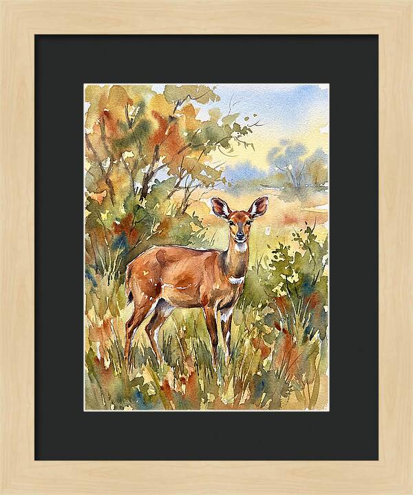Bushbuck In Natural Habitat