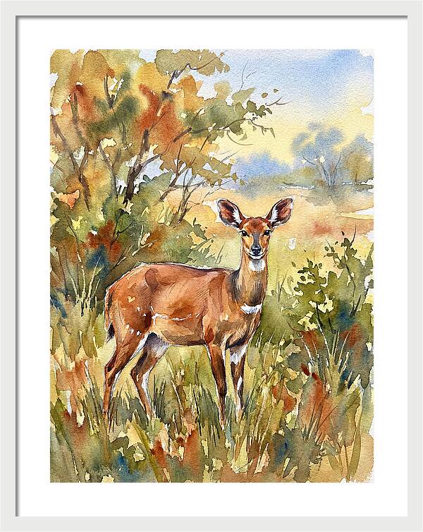 Bushbuck In Natural Habitat
