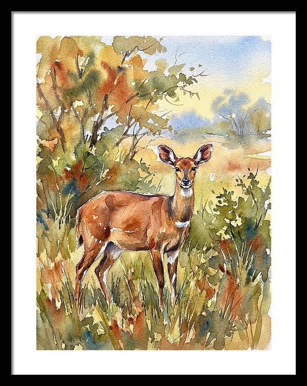 Bushbuck In Natural Habitat