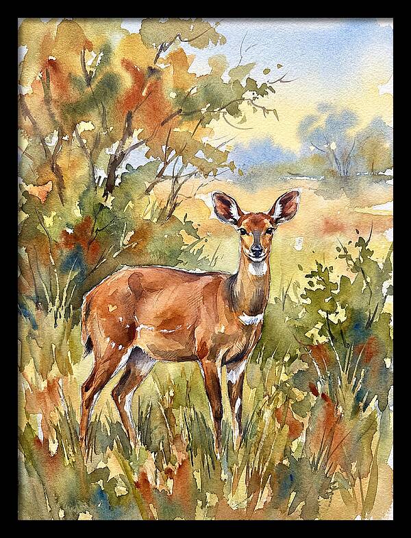 Bushbuck In Natural Habitat