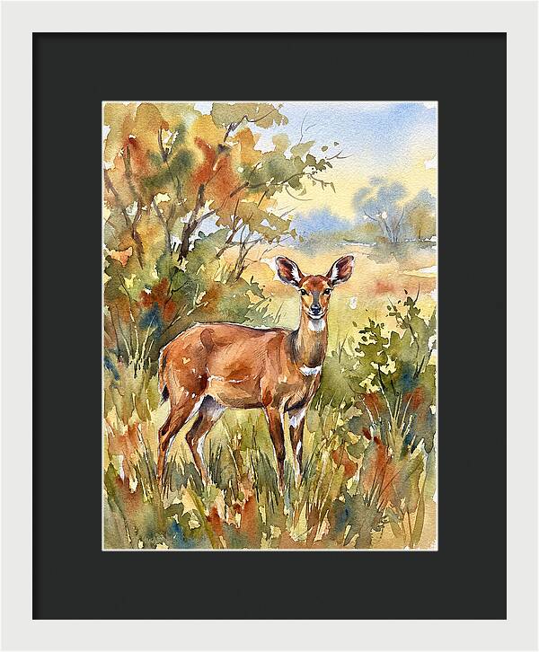 Bushbuck In Natural Habitat