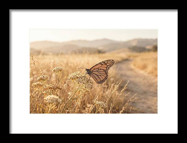 Butterfly Landing On Flower Blossom
