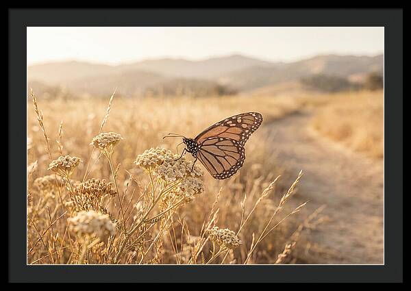 Butterfly Landing On Flower Blossom