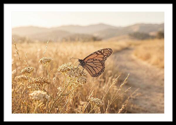 Butterfly Landing On Flower Blossom