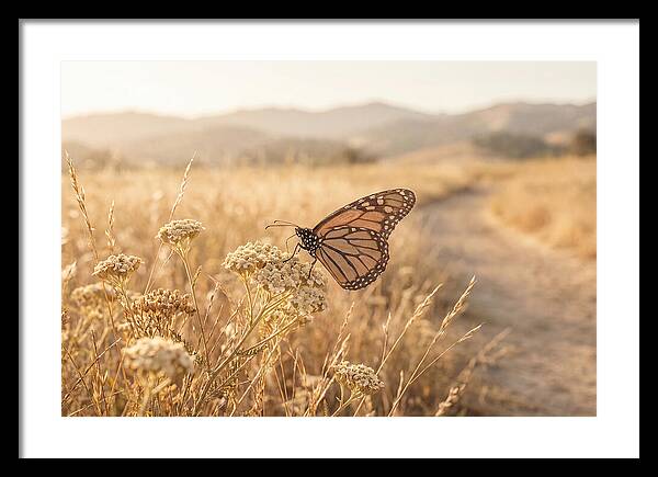 Butterfly Landing On Flower Blossom