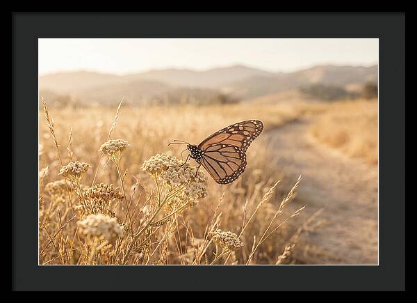 Butterfly Landing On Flower Blossom