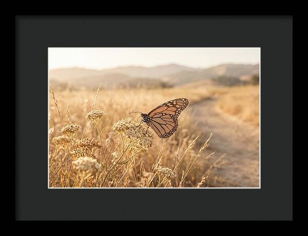 Butterfly Landing On Flower Blossom