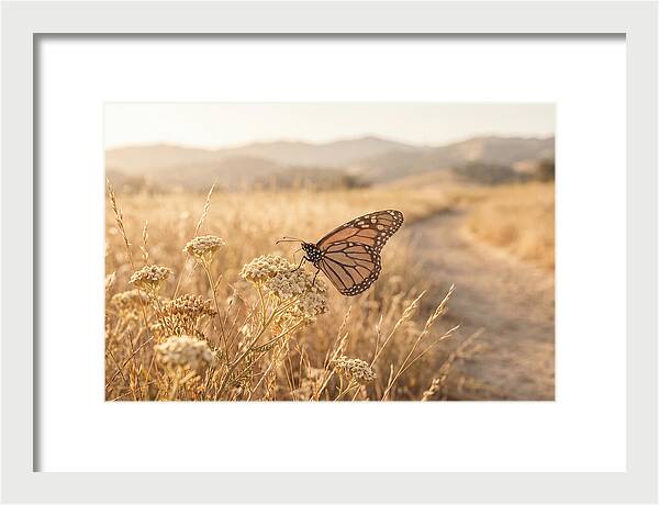 Butterfly Landing On Flower Blossom