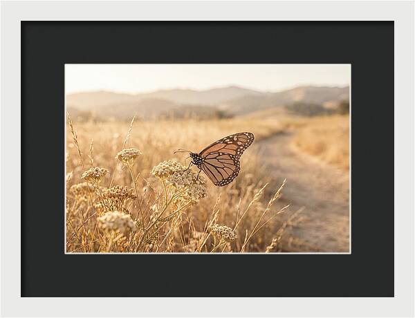 Butterfly Landing On Flower Blossom