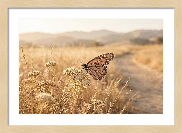 Butterfly Landing On Flower Blossom