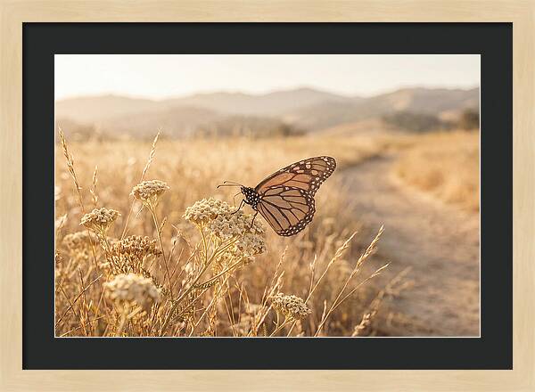 Butterfly Landing On Flower Blossom