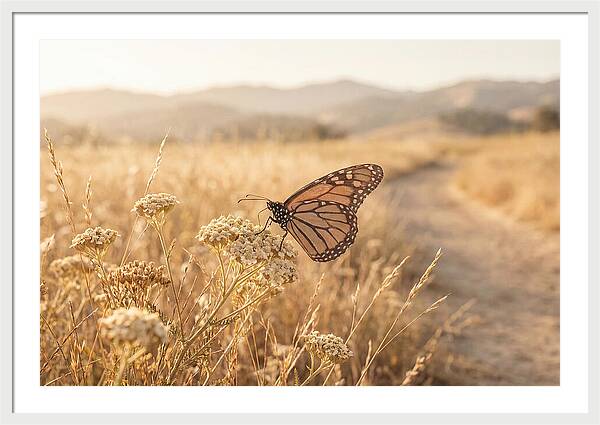 Butterfly Landing On Flower Blossom