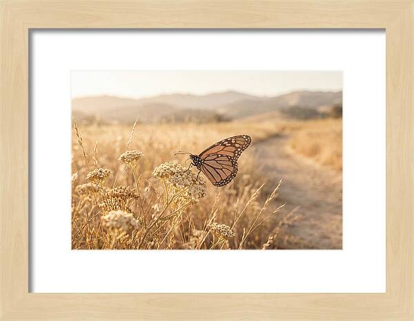 Butterfly Landing On Flower Blossom