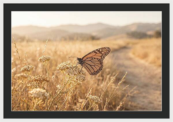 Butterfly Landing On Flower Blossom