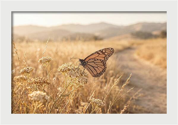 Butterfly Landing On Flower Blossom