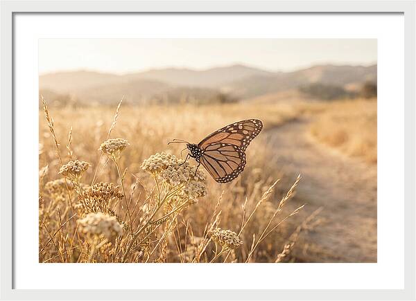 Butterfly Landing On Flower Blossom