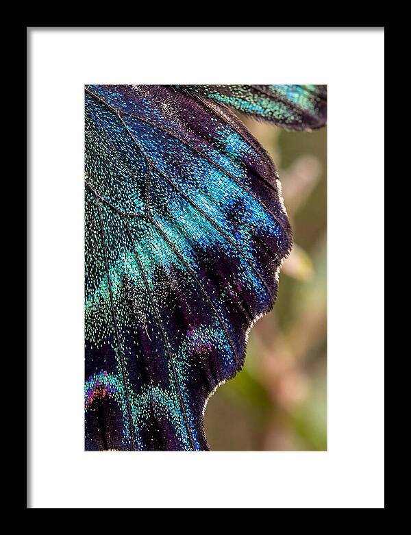 Butterfly Wing Scales