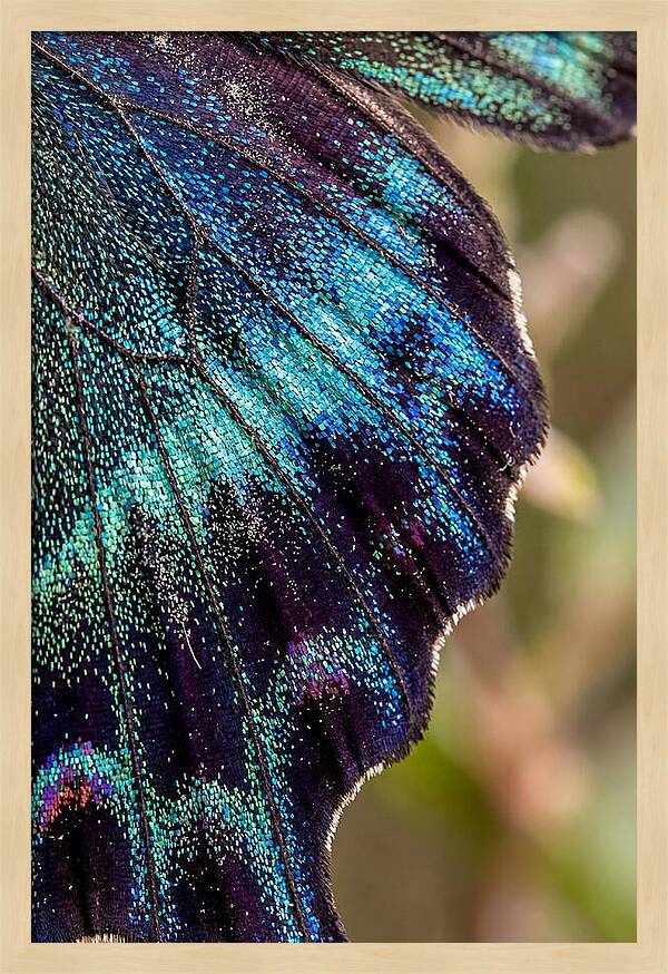 Butterfly Wing Scales