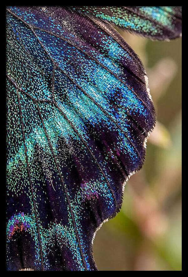 Butterfly Wing Scales