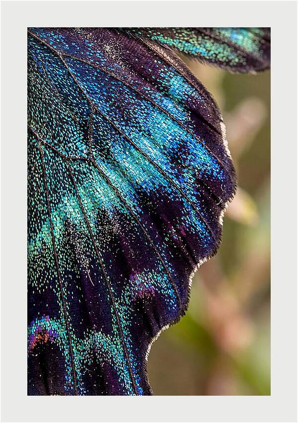 Butterfly Wing Scales