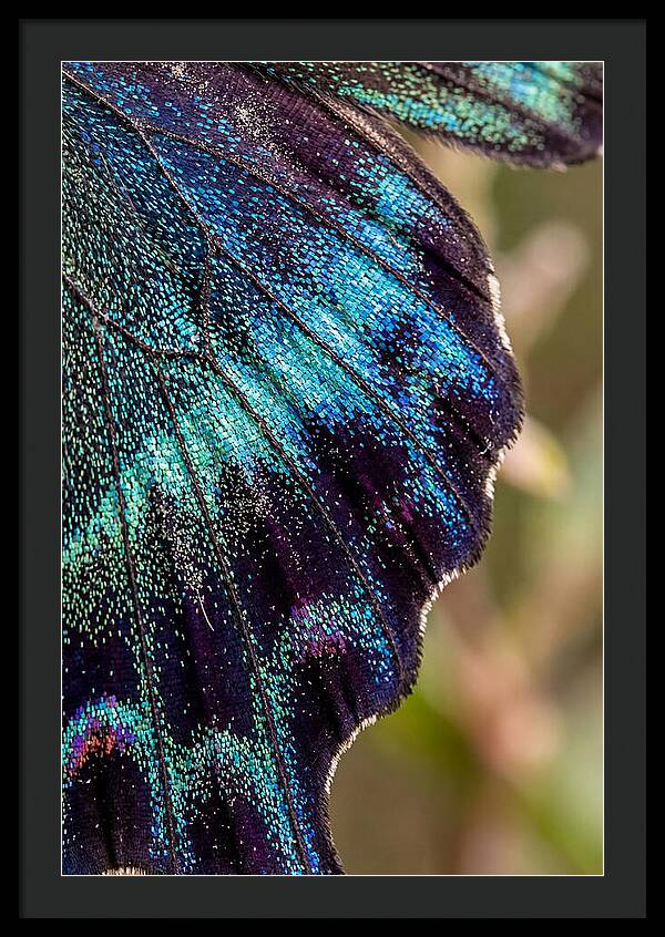 Butterfly Wing Scales