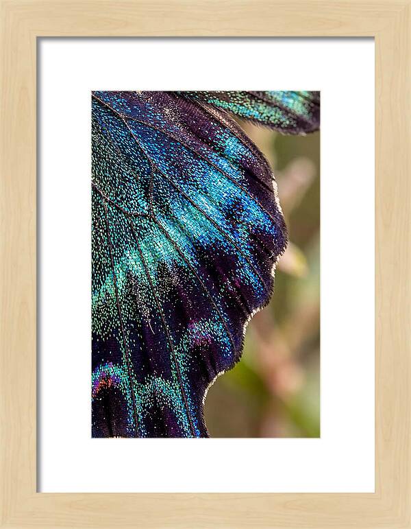 Butterfly Wing Scales