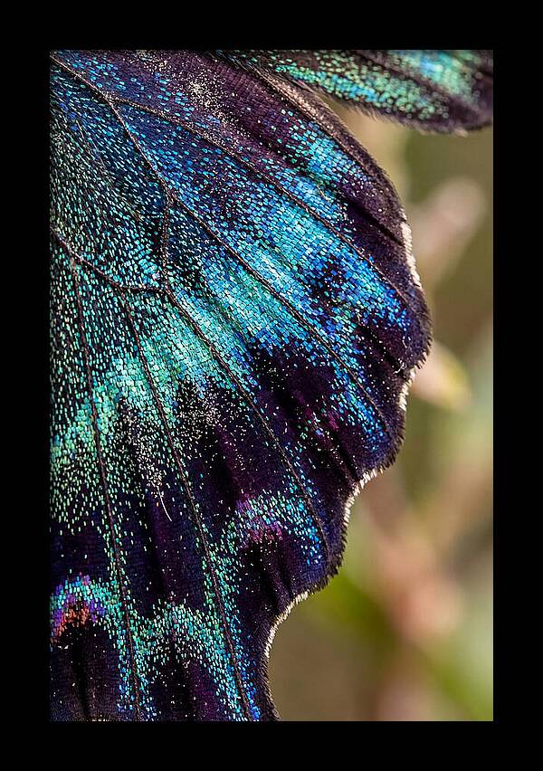 Butterfly Wing Scales