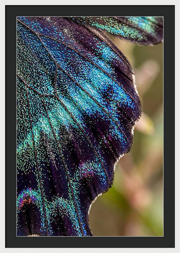 Butterfly Wing Scales