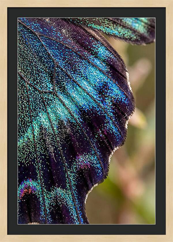 Butterfly Wing Scales