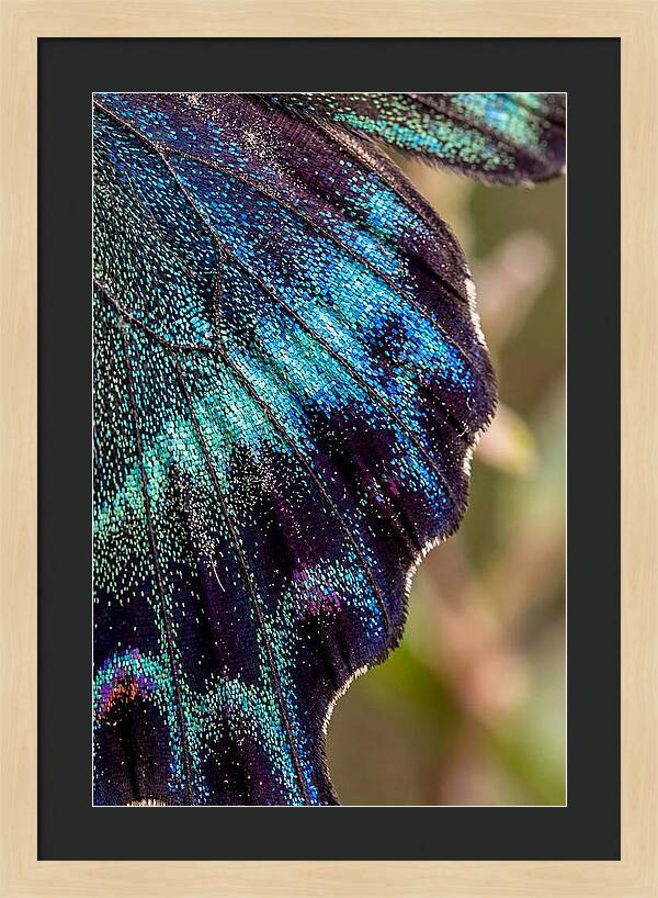 Butterfly Wing Scales