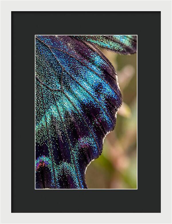 Butterfly Wing Scales