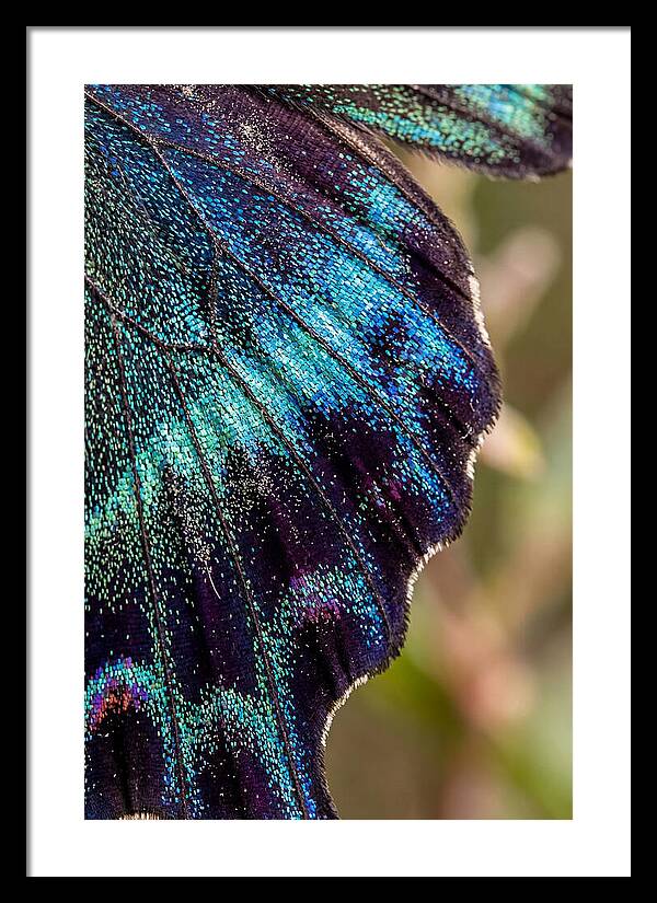 Butterfly Wing Scales