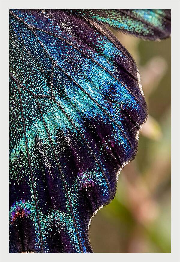 Butterfly Wing Scales