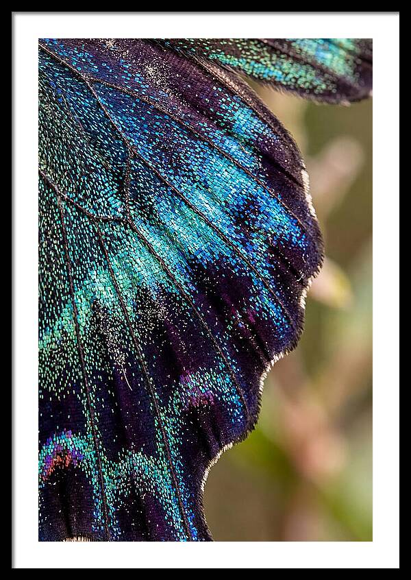 Butterfly Wing Scales