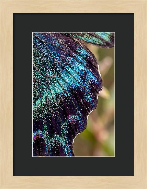 Butterfly Wing Scales