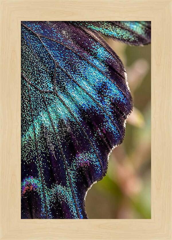Butterfly Wing Scales