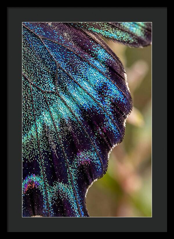 Butterfly Wing Scales