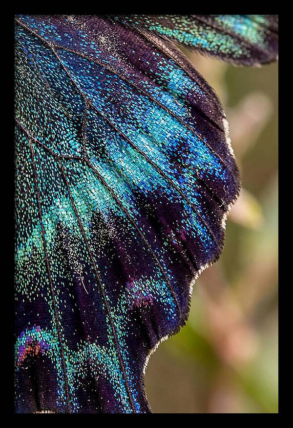 Butterfly Wing Scales