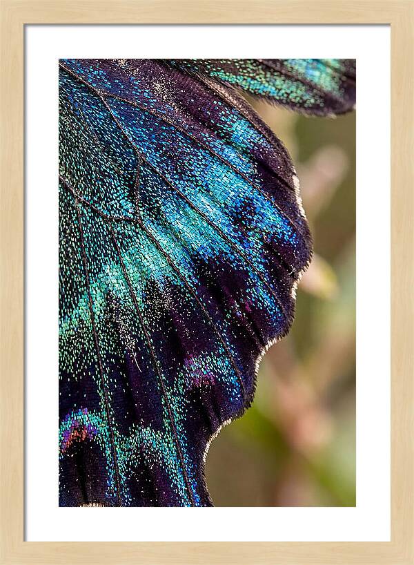 Butterfly Wing Scales