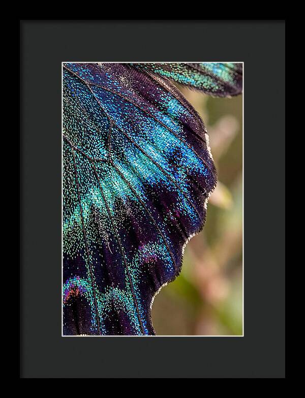 Butterfly Wing Scales