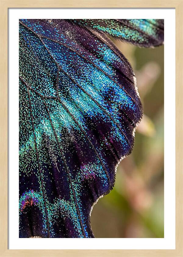 Butterfly Wing Scales