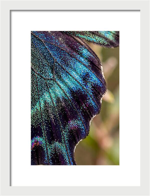 Butterfly Wing Scales